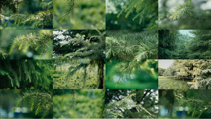 【4K】绿色雪松松树林空镜头合集