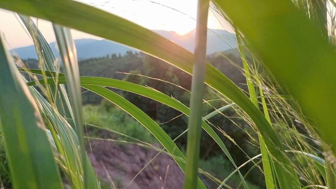 温暖太阳光芒光线阳光清新植物舞动的视频