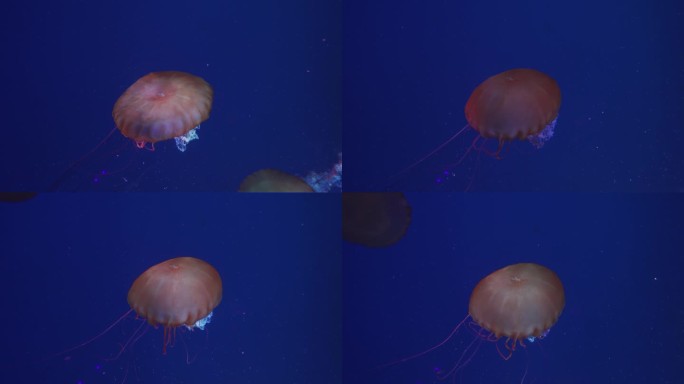深海中的发光水母