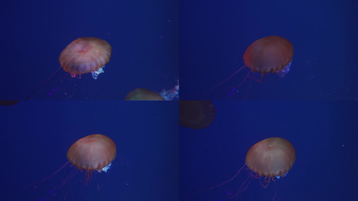 深海中的发光水母