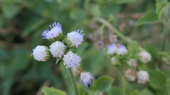 花草