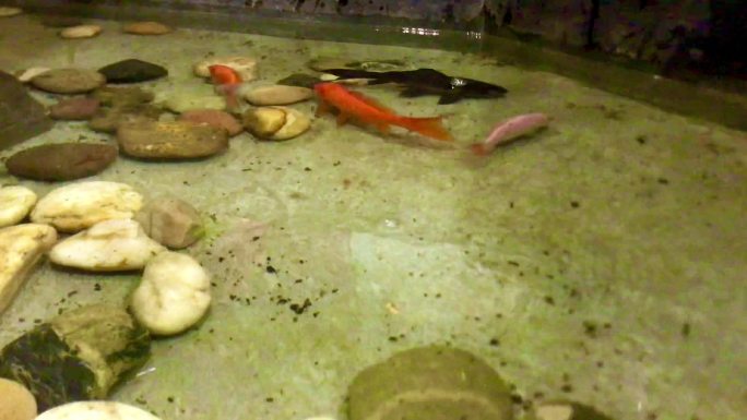 水池 鹅卵石 锦鲤 游动