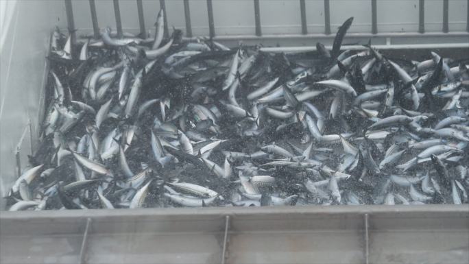 渔业：北海的船上捕获了大量鲭鱼