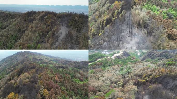 【合集】山火后重庆北碚缙云山与隔离带航拍