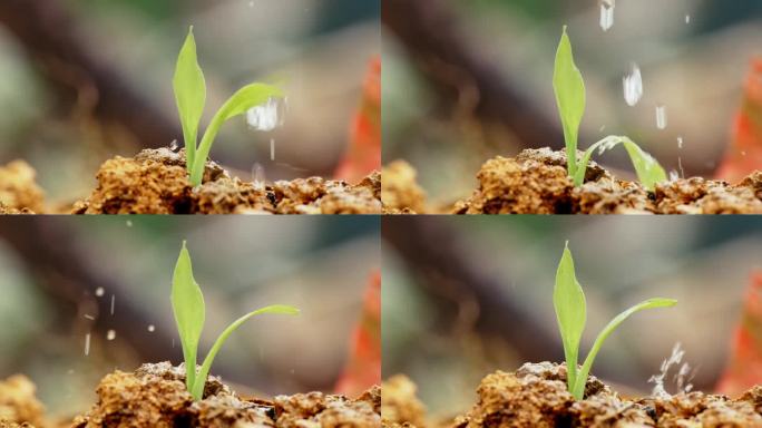 4k实拍水滴植物种子生根发芽出土