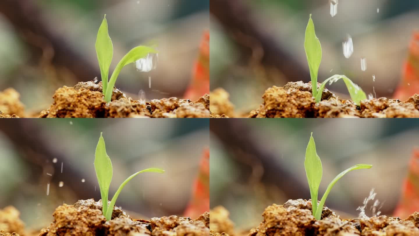 4k实拍水滴植物种子生根发芽出土