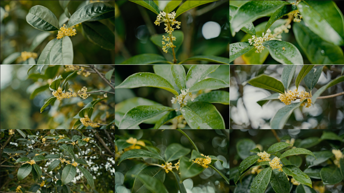 【4K】桂花桂花树特写合集