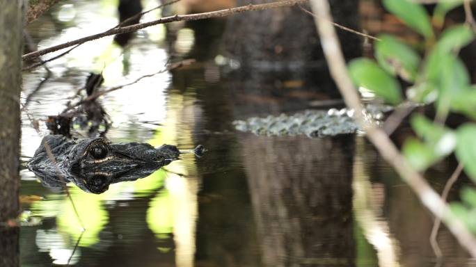 短吻鳄：佛罗里达州大沼泽国家公园
