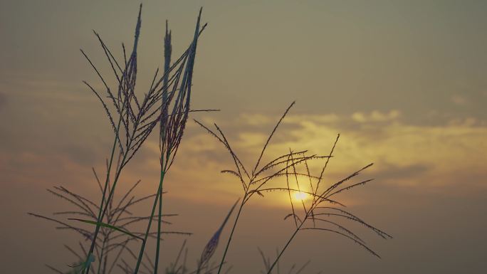 黄昏晚霞小草意境