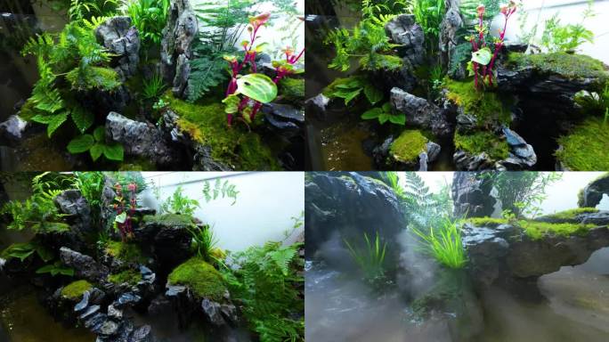 绿色植物鱼缸造景拍摄