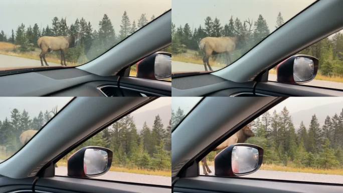 公麋鹿通过加拿大亚伯达省贾斯珀附近的高速公路
