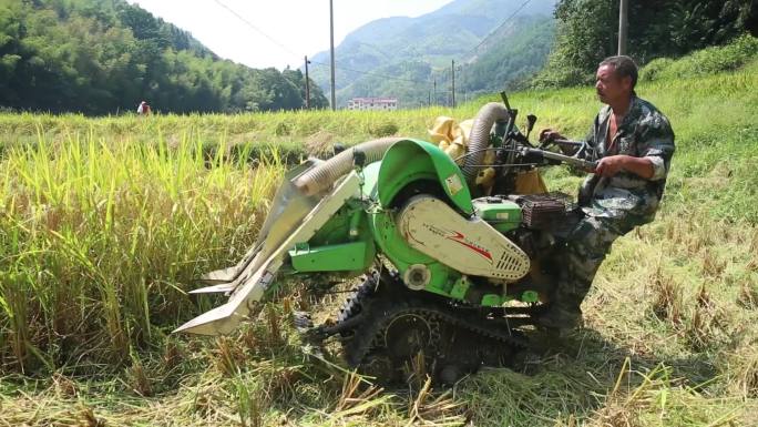 农村机器割水稻