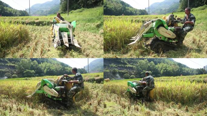 农村机器割水稻
