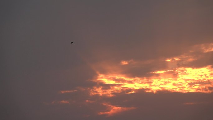 一只鸟在天上飞