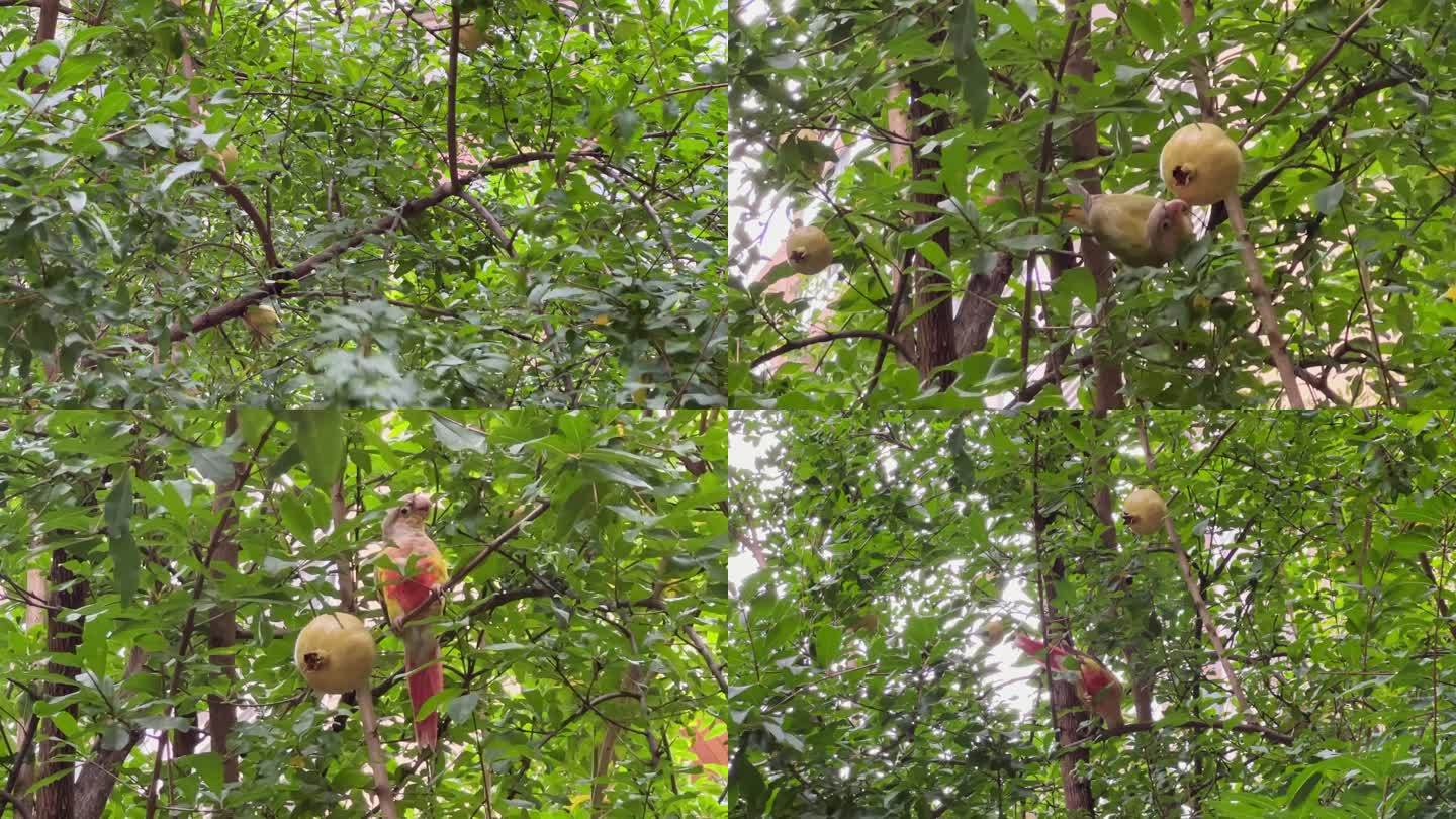 鸟类可爱超萌小太阳鹦鹉树上玩耍吃石榴4K