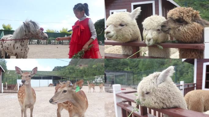 孩子喂羊驼喂梅花鹿喂马