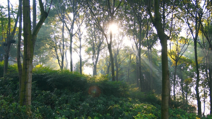 树大树森林大自然氧吧阳光逆光光斑光晕光束