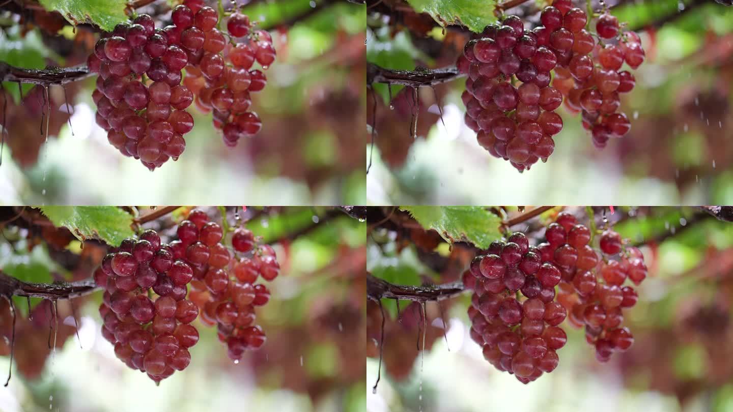 葡萄园中红葡萄串上的雨滴特写。