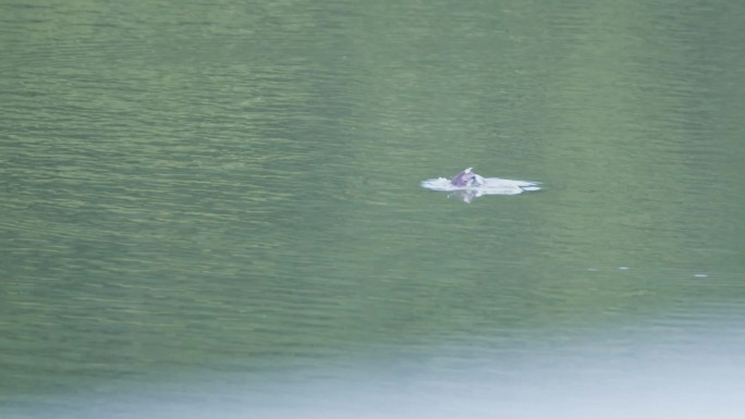 人工湖里面的水鸭子