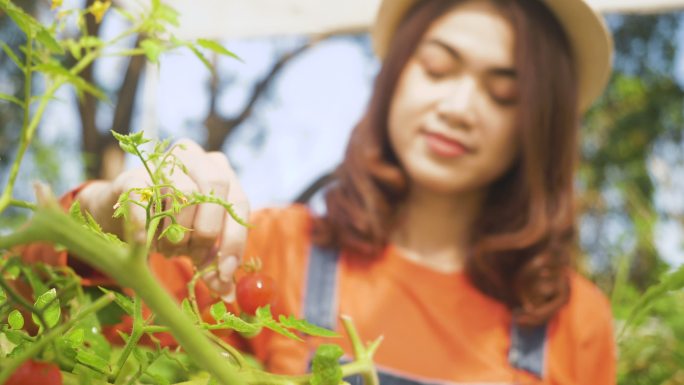 一位女农民在格林豪斯的树枝上采摘西红柿，种植西红柿蔬菜。