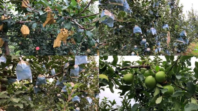 苹果种植基地示范园