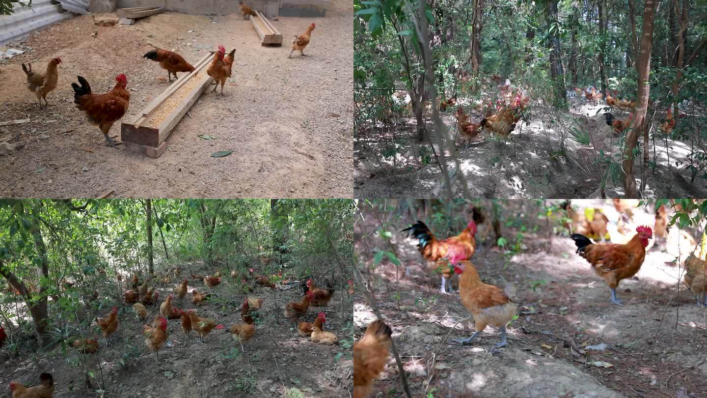 湘西十八洞村产业精准扶贫土鸡散养基地合集