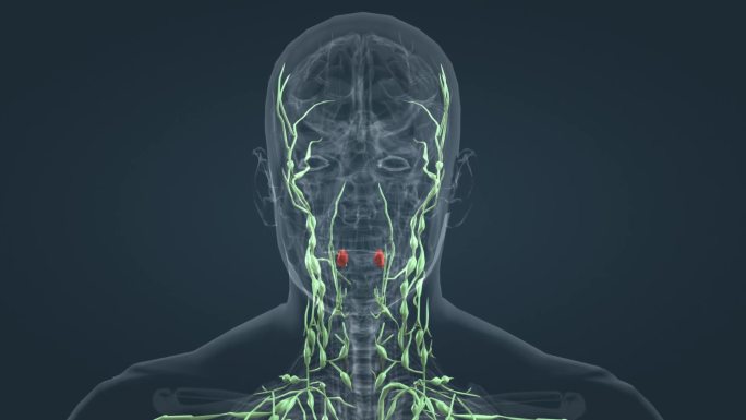 淋巴系统医学三维人体动画