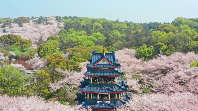 高清江苏无锡鼋头渚樱花