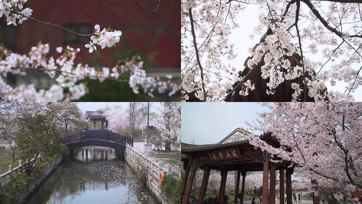 广富林樱花