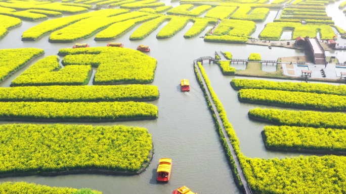 正版江苏兴化油菜花田