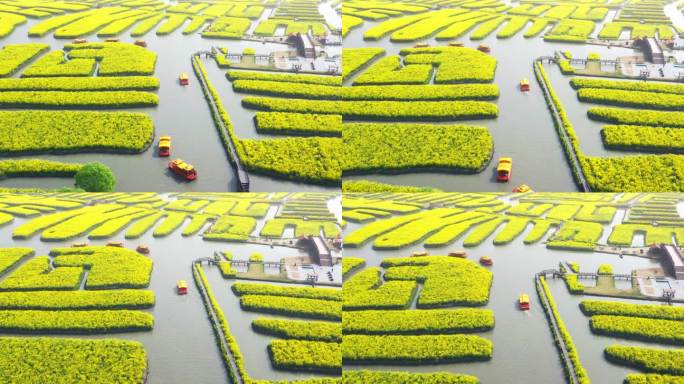 正版江苏兴化油菜花田