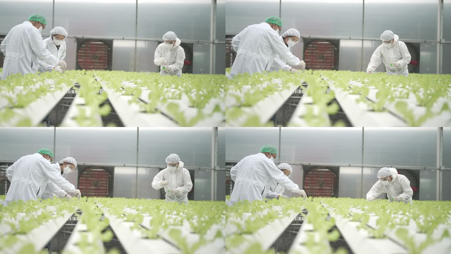 企业家在水培农场工作。在温室里形成的蔬菜。