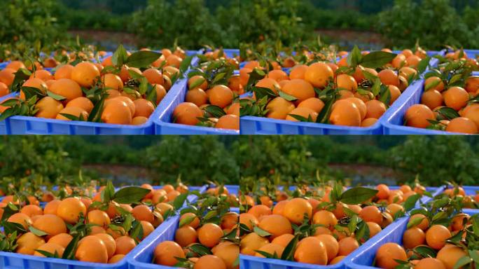 橘子 丰收 收获  橘子园 橙子