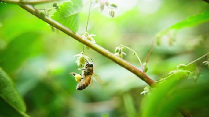 蜜蜂吊在花朵上采集花粉蜂蜜特写慢镜头