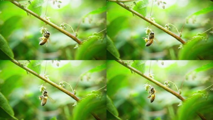 蜜蜂吊在花朵上采集花粉蜂蜜特写慢镜头