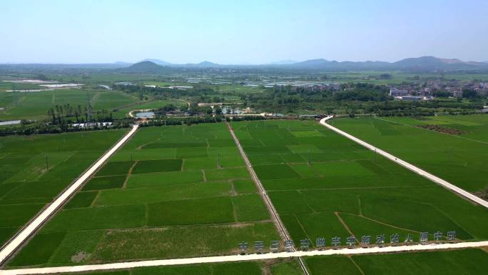 稻田 田野 乡间小路 田间小路