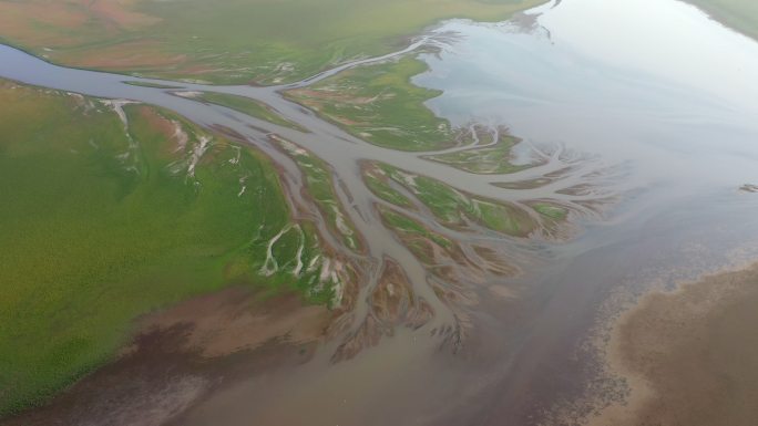 鄱阳湖湿地生命之树景观