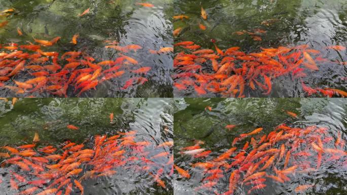 公园池塘里红色金鱼 鲤鱼