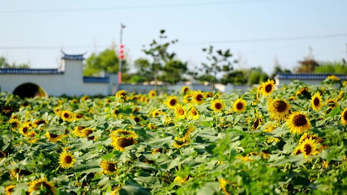 向日葵特写蜜蜂在花间采蜜