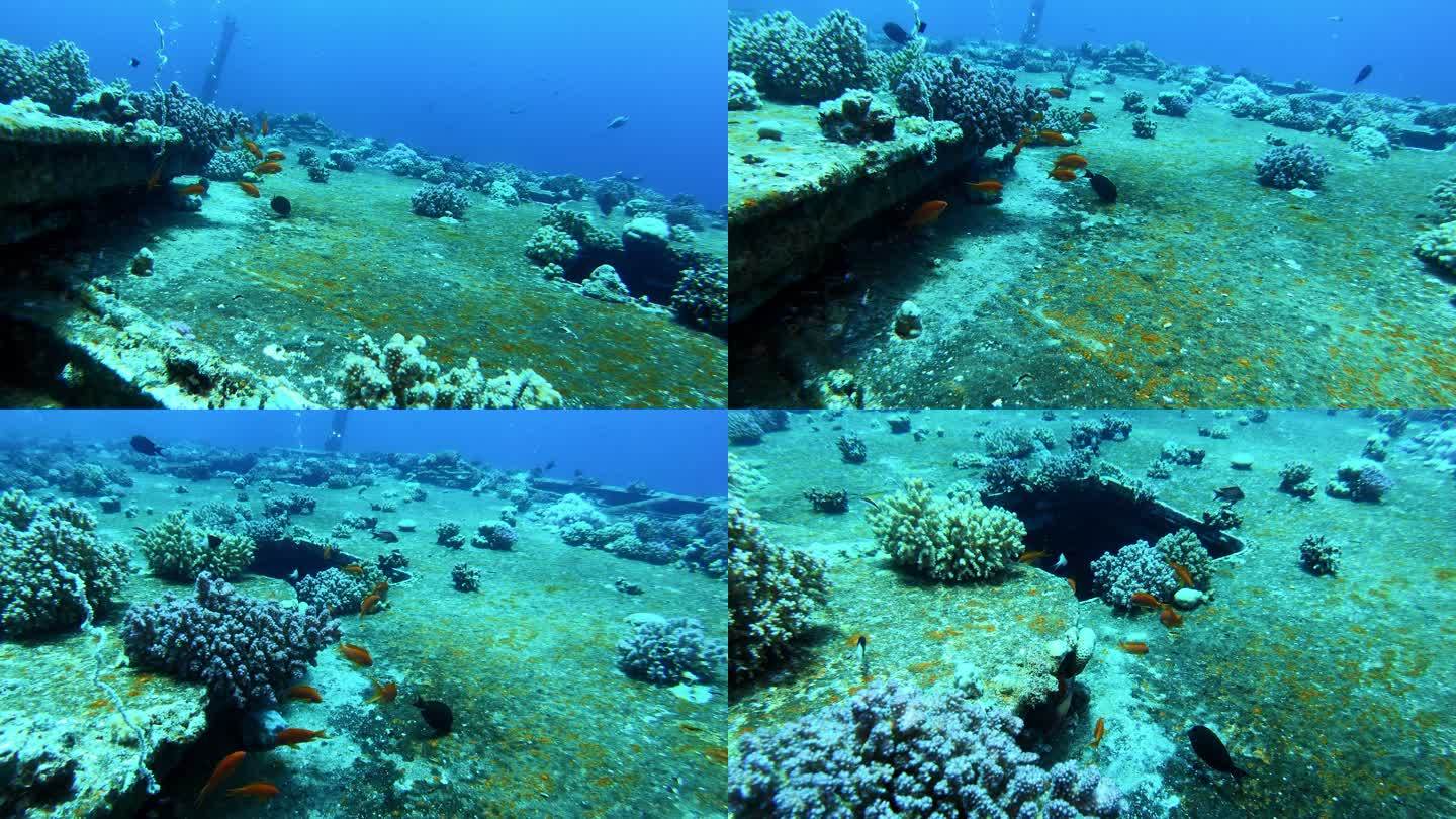 被珊瑚礁和热带鱼包围的著名沉船。红海潜水点