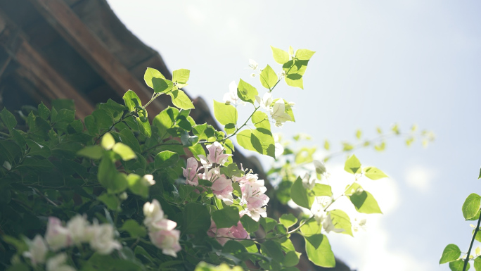 阳光植物花朵清新唯美空镜合集4k视频素材