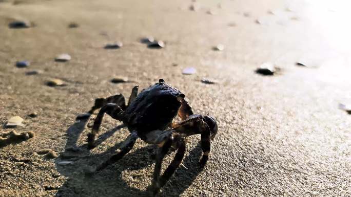 蟹海滩的螃蟹