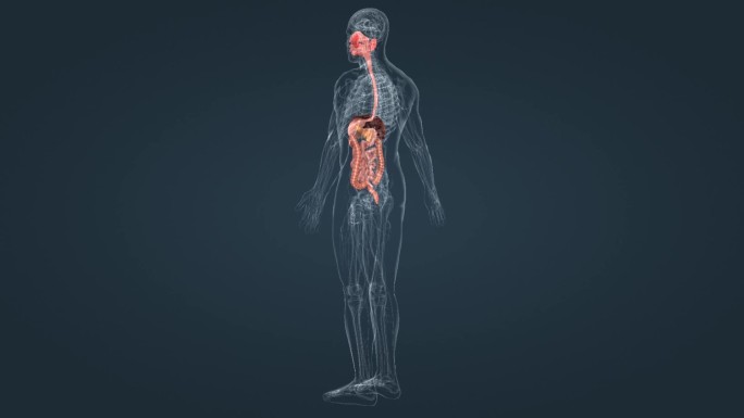 医学人体器官消化系统三维动画
