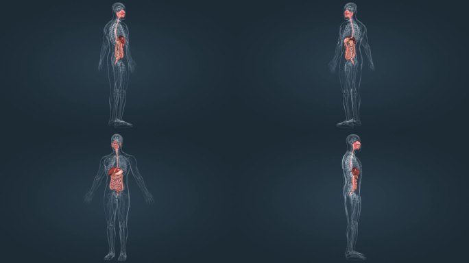 医学人体器官消化系统三维动画