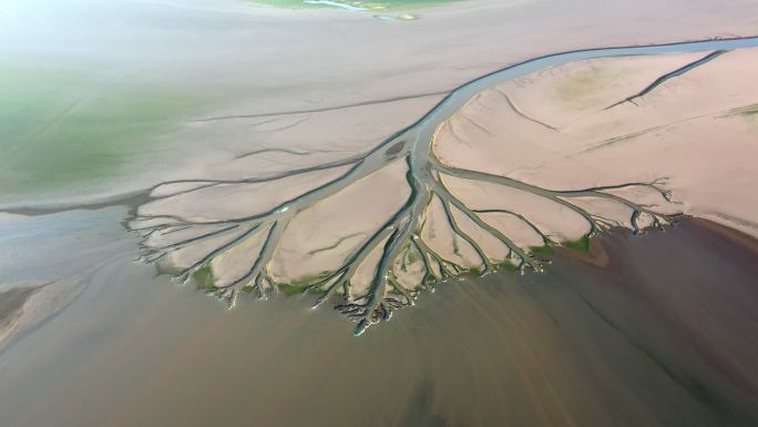 鄱阳湖湿地生命之树景观