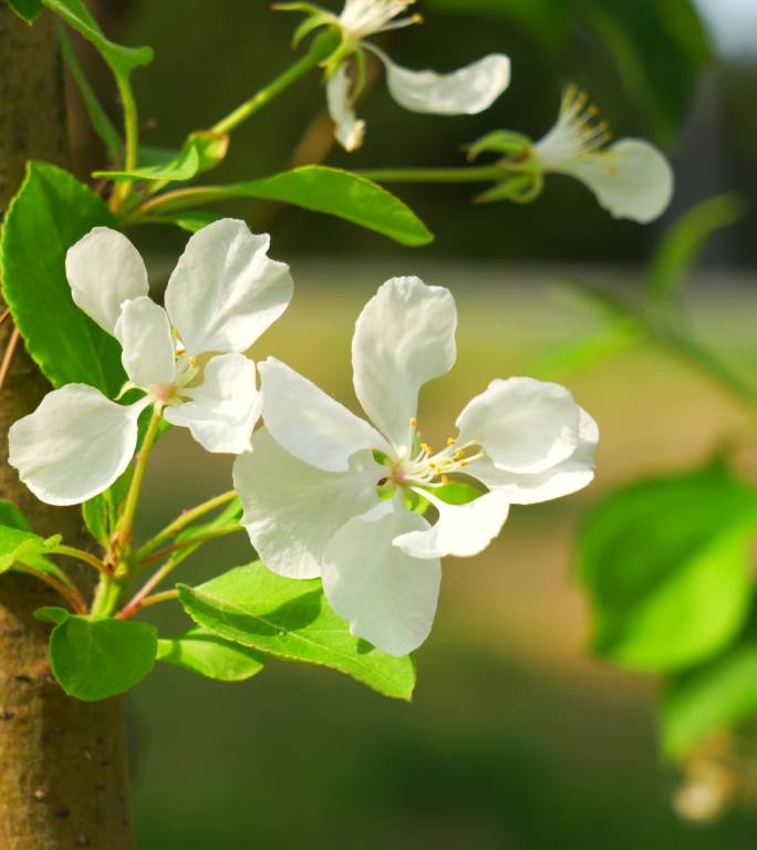 春天植物萌芽花草阳光树叶4k竖版