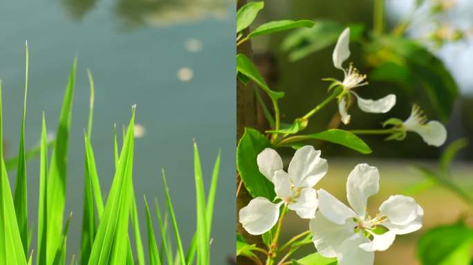 春天植物萌芽花草阳光树叶4k竖版