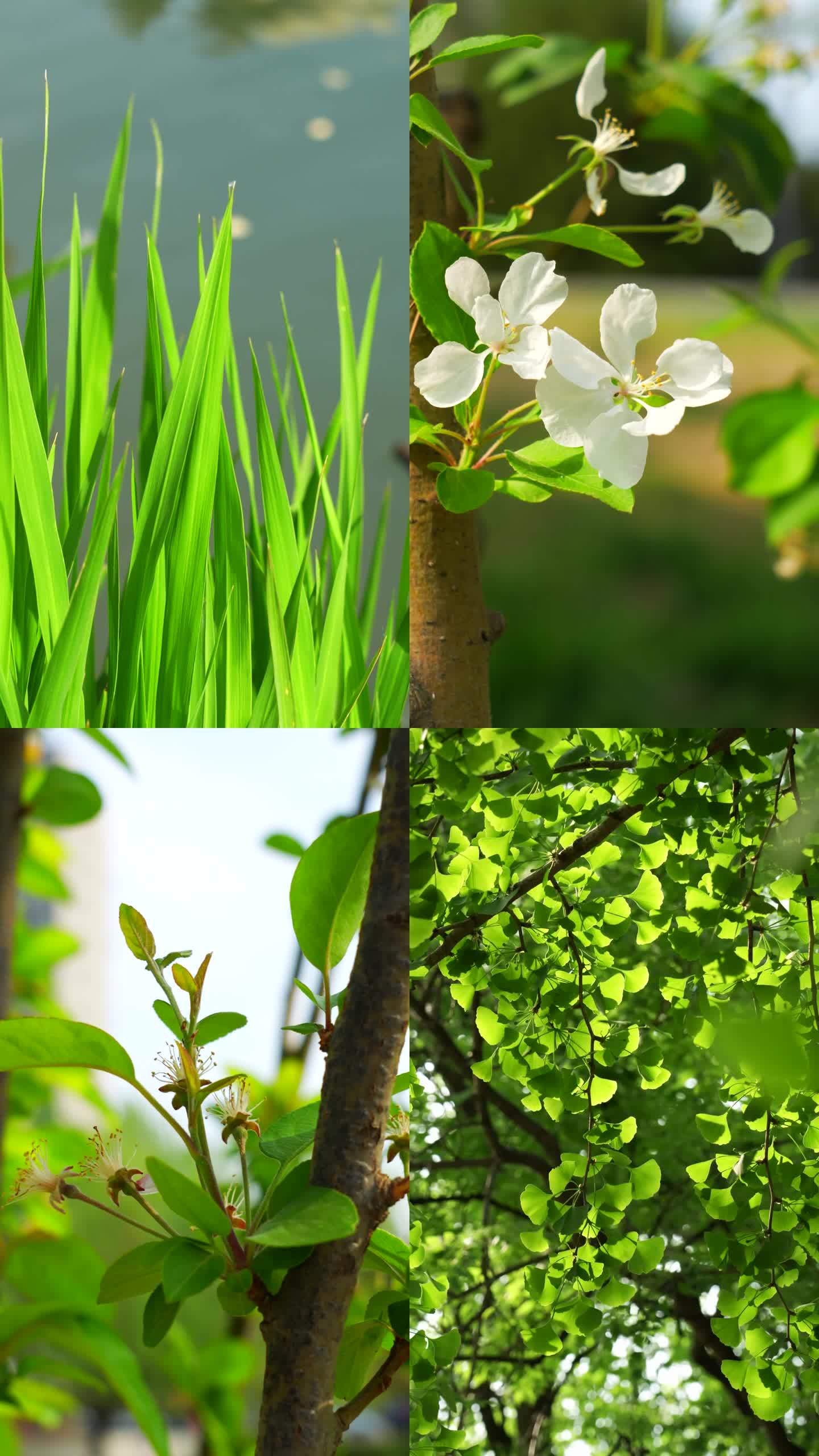 春天植物萌芽花草阳光树叶4k竖版