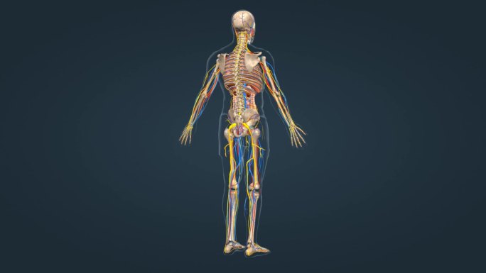 医学人体全身人体骨骼三维动画