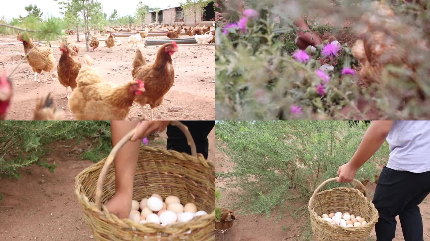 散养鸡收鸡蛋